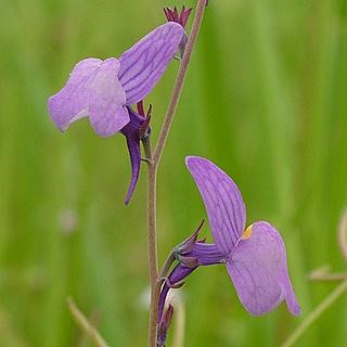 Linaria Ricardoi