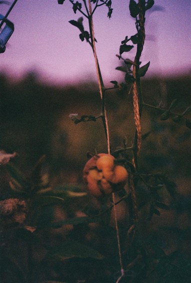 (c)Stella Horta