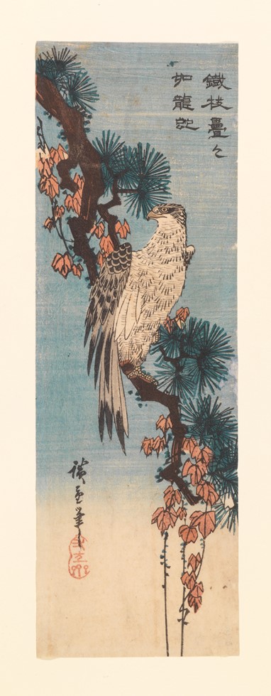 Falcão pousado num pinheiro  Gravura da autoria de Ando Hiroshige (1797-1858) Japão, séc. XIX 37,20x24,60cm Museu Calouste Gulbenkian, Inv.º 2179A © Fundação Calouste Gulbenkian, Lisboa Foto: Carlos Azevedo
