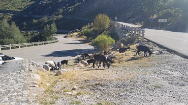 O princípio da fileira do Queijo da Serra