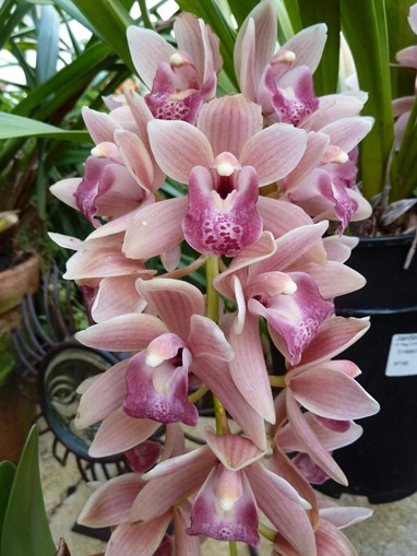 Orquídeas