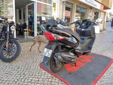 Sym GTS 300 EVO i | Scooter